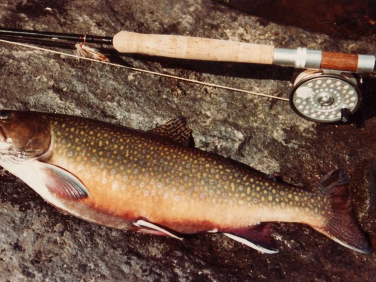 CONCOURS DE PÊCHE-CASTELNAUDARY